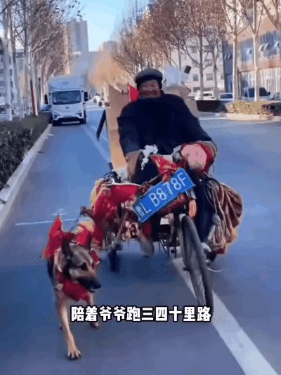 青岛的街头，常常可以看到一位拾荒大爷拉着一车废品，身边跟着一只小狗。这位大爷行动