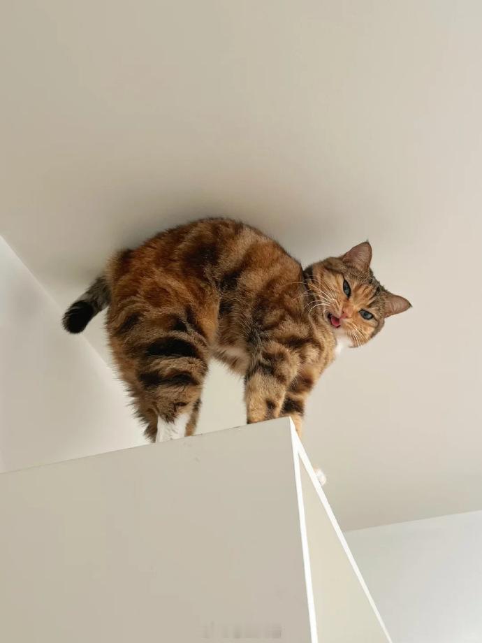 猫：你有本事上来啊 ​​​