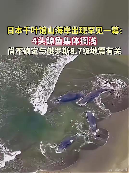 四头鲸鱼被困日本海滩一条鲸鱼搁浅已够吓人的了，四条鲸鱼同时搁浅实属罕见，不是一个