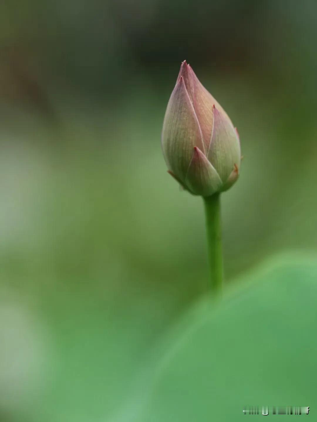 #每日一悟#
今日一悟：时光悄然流逝，我们常常忙碌于琐碎的事务，却忘记停下脚步，