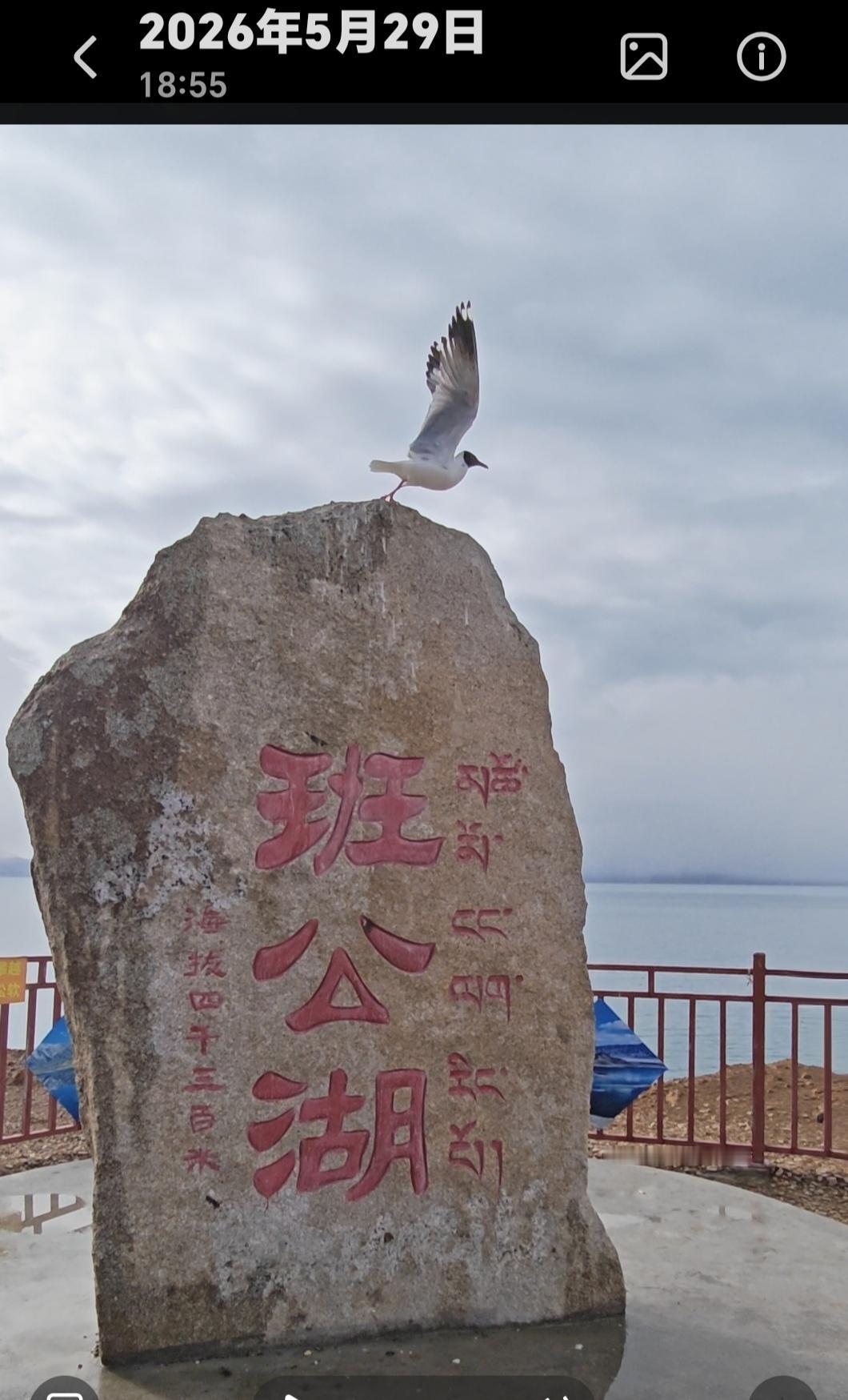 班公湖，中国最重要的高原胡泊！
班公湖，鸥翔鹭集，水波接天！雪山倒映，浩瀚无垠，