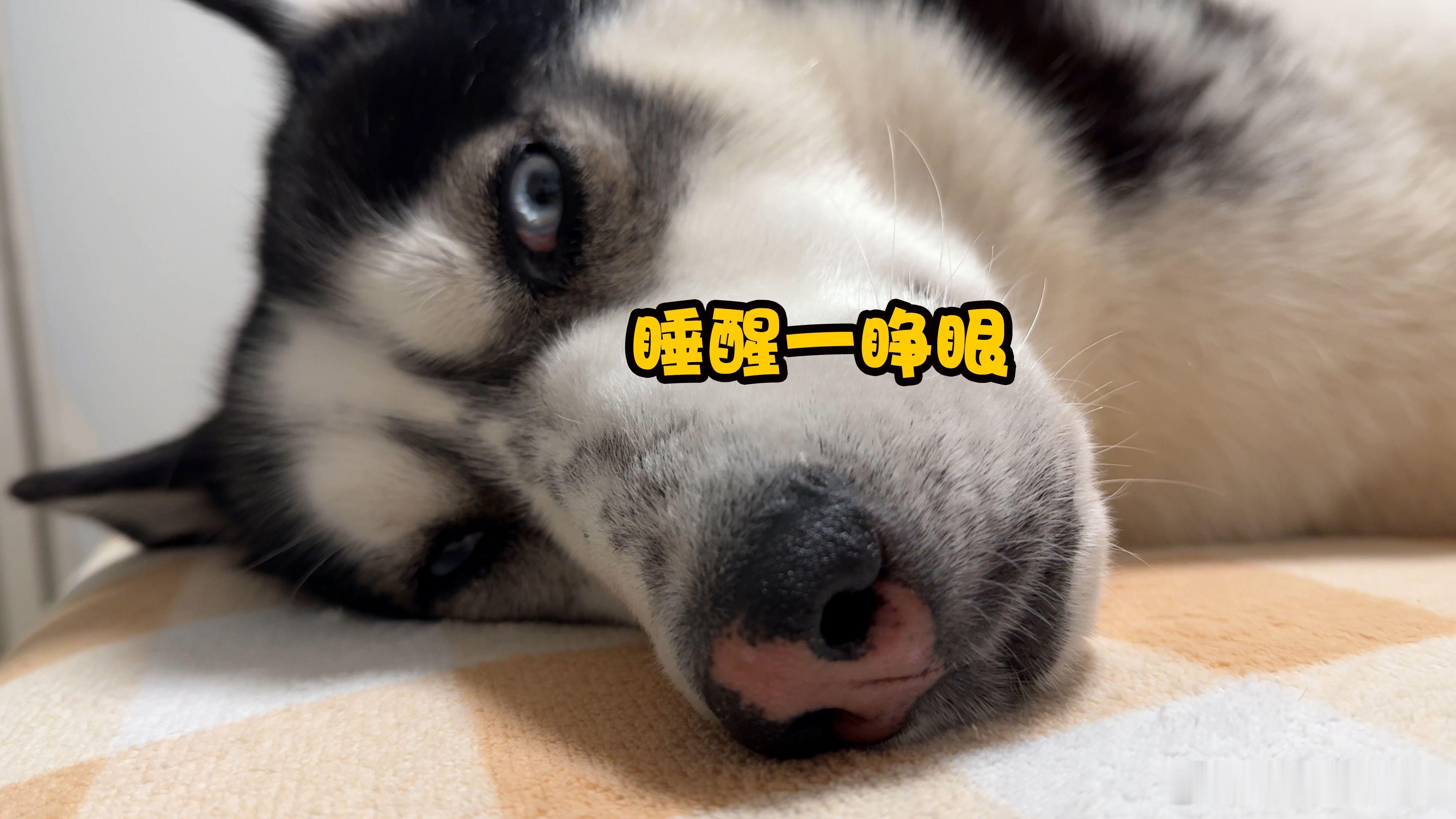 为什么你睡觉的时候狗狗不会打扰你实际上不是保护你，是要你去喂狗粮完了然后去遛它而