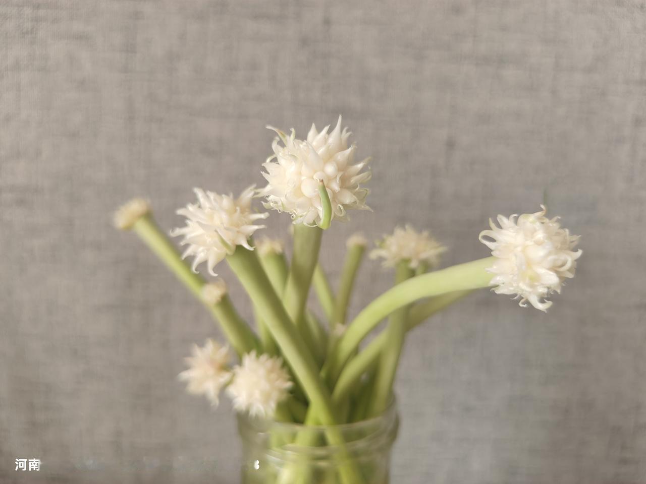 这是💐还是花