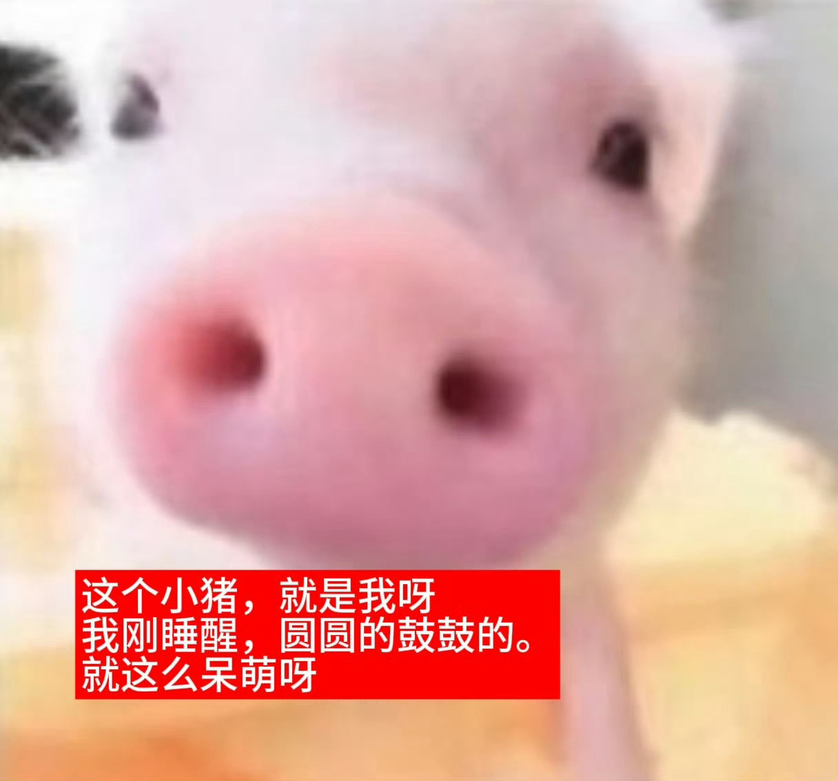 最适合的表情包 