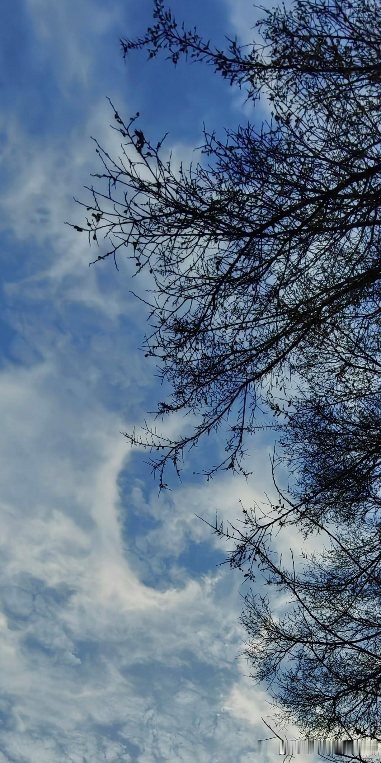 树枝在向上伸展，像在拥抱蓝天白云。（随拍）