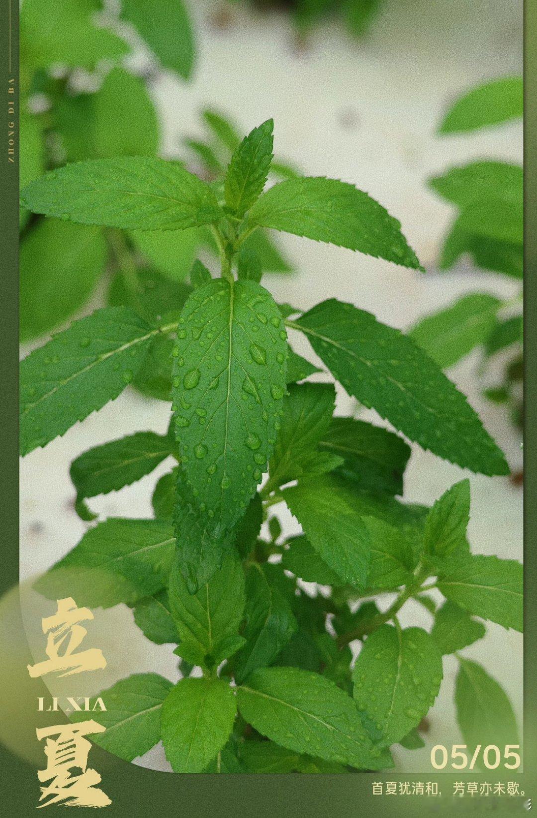 种地吧今天种薄荷  今天种薄荷了十个勤天今天种薄荷种地吧 ​​​