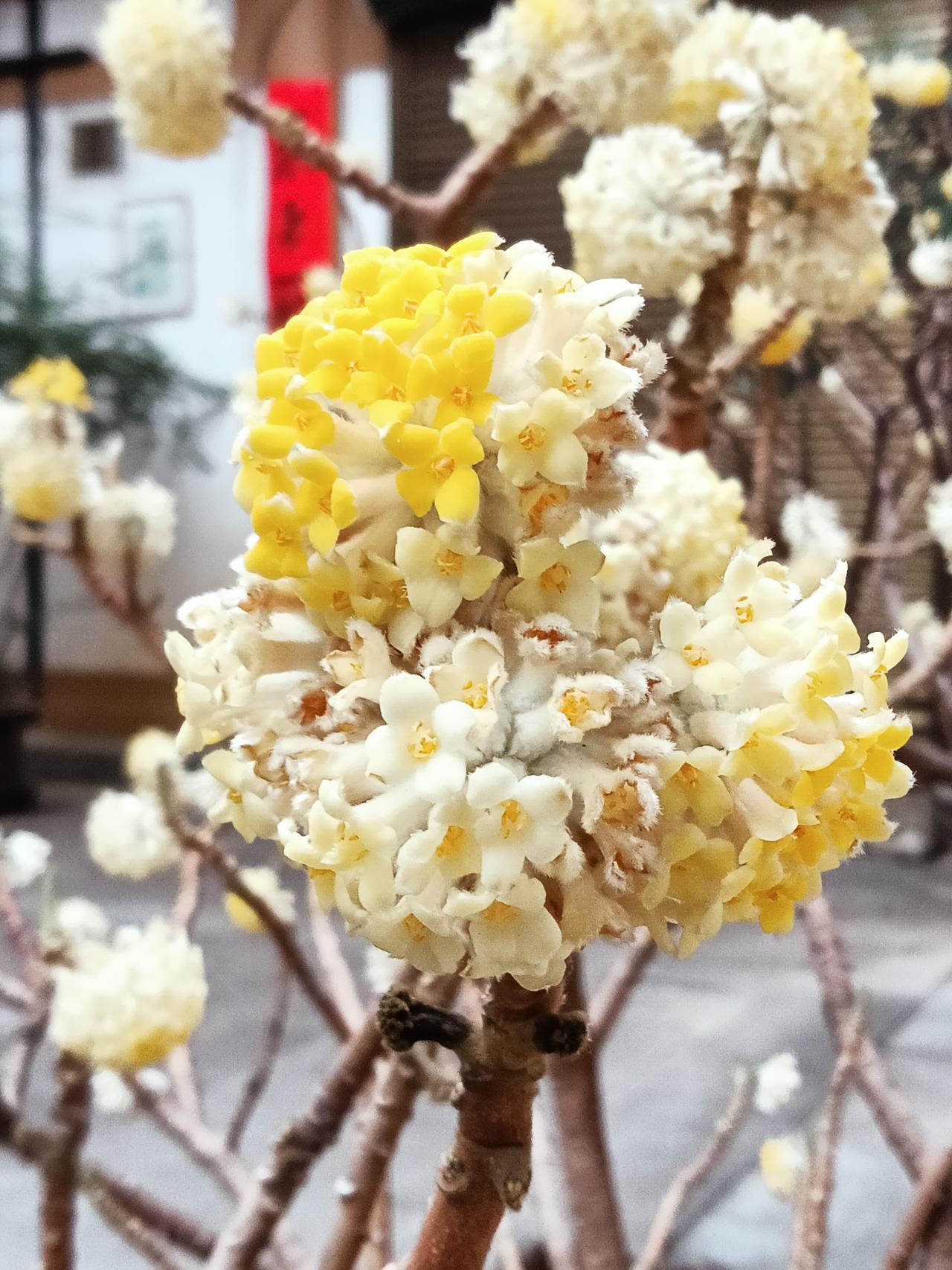 大唐西市的花花草草