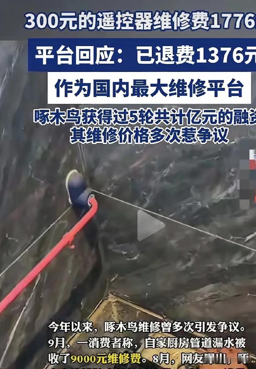 还以为啄木鸟是“治病救树”的医生？你OUT了！其实它图的只是树里那只虫。今天说的