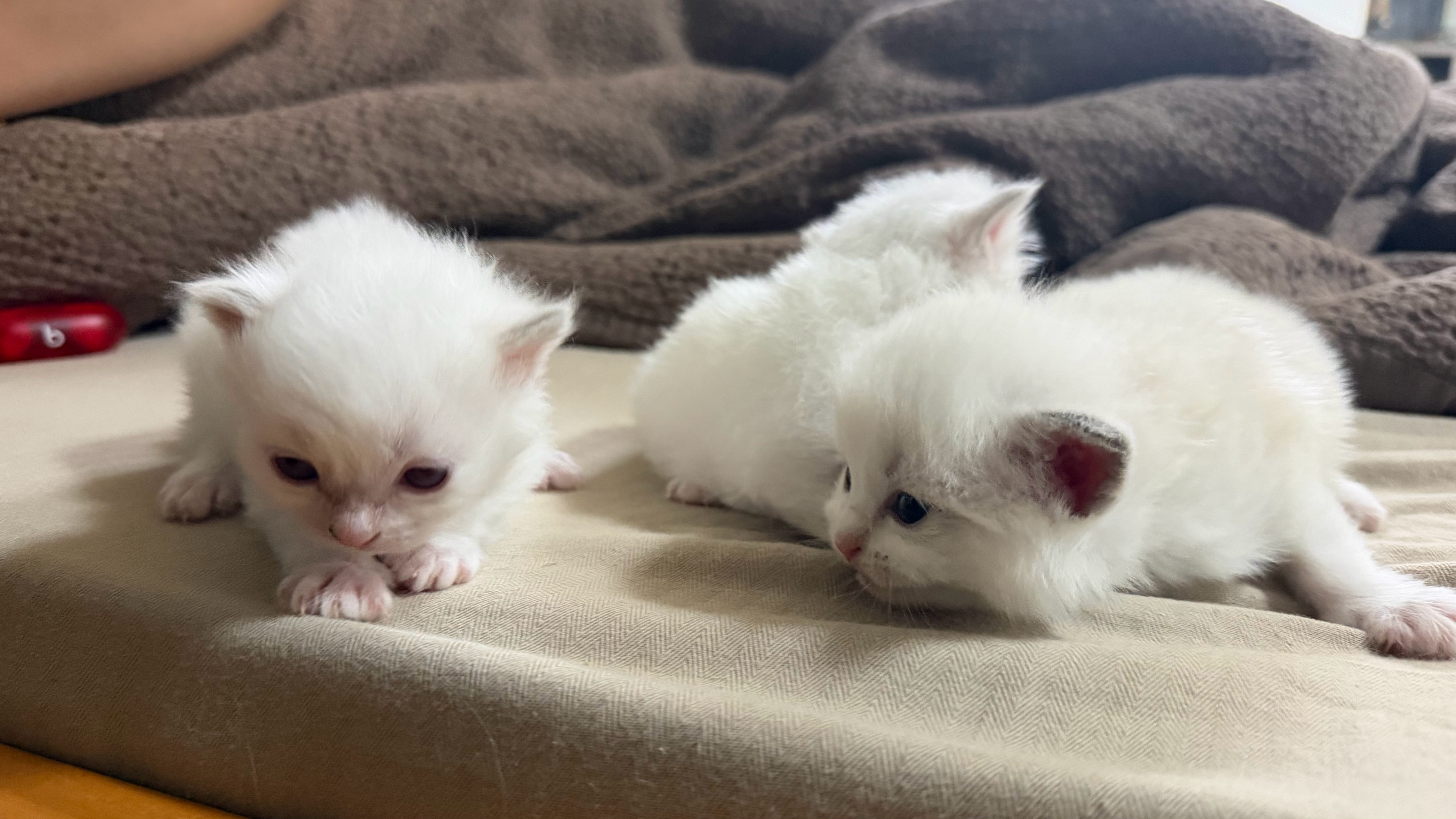 这一窝的三只小猫已经能走路了“太子”现在4个月都快成大猫了 深圳·很野露营地·求