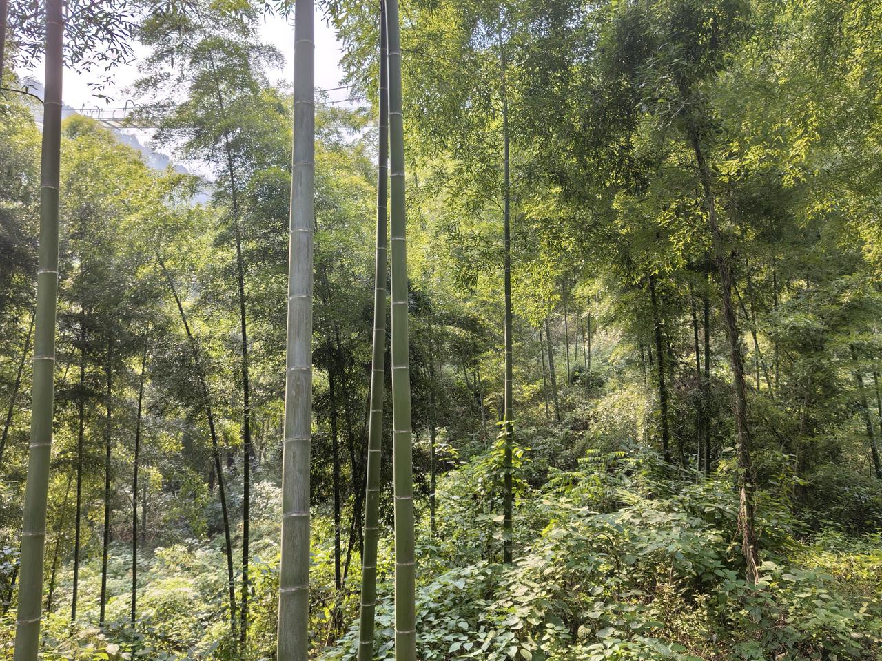 浠水到黄石车费15元合不合理，得看情况。有公交线路是梯形票价，2元起步，1元递增