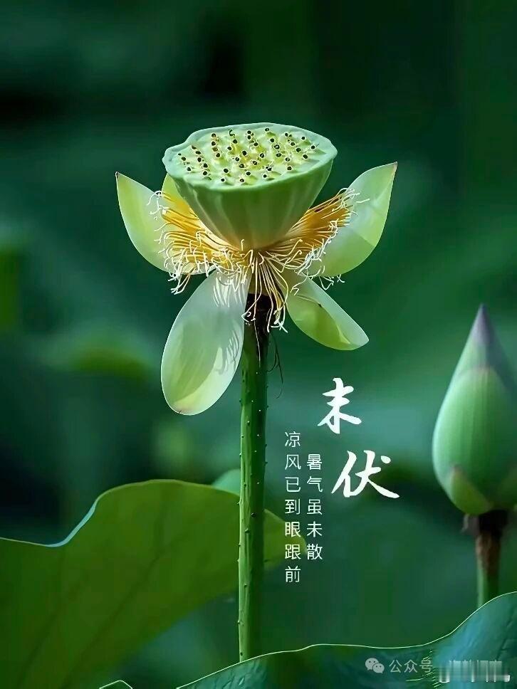 今日末伏：暑去凉来，身心安泰盛夏收尾，清风徐来，愿你心静自在，安然度暑。情感语录