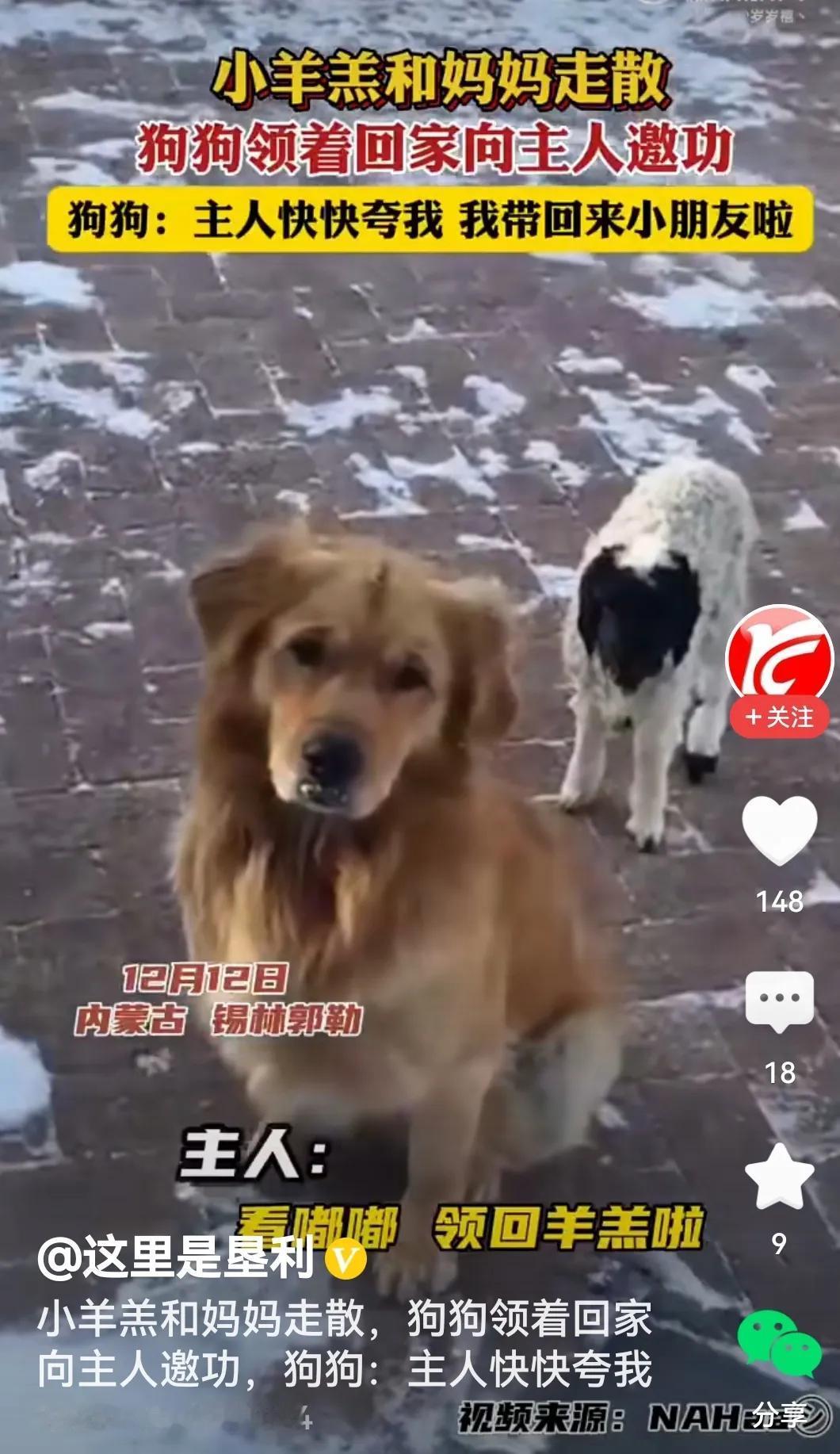 被狗狗领回家邀功
哦！小羊因为贪玩，和羊妈妈走散了。
小羊：咪——，咪——
狗狗