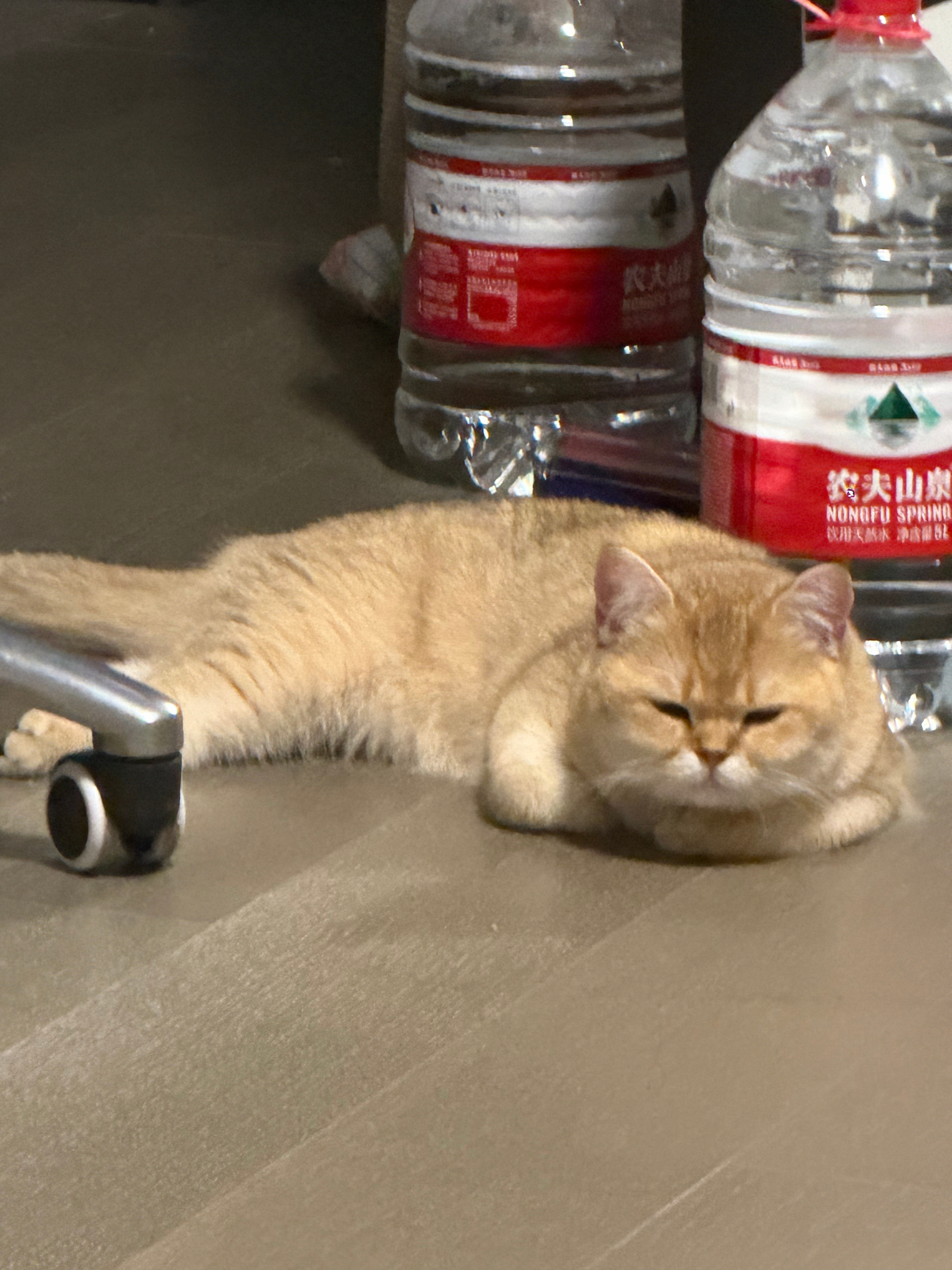 周五啦周五啦啦 这周太难熬了（迟到了两天 困成 jj） 