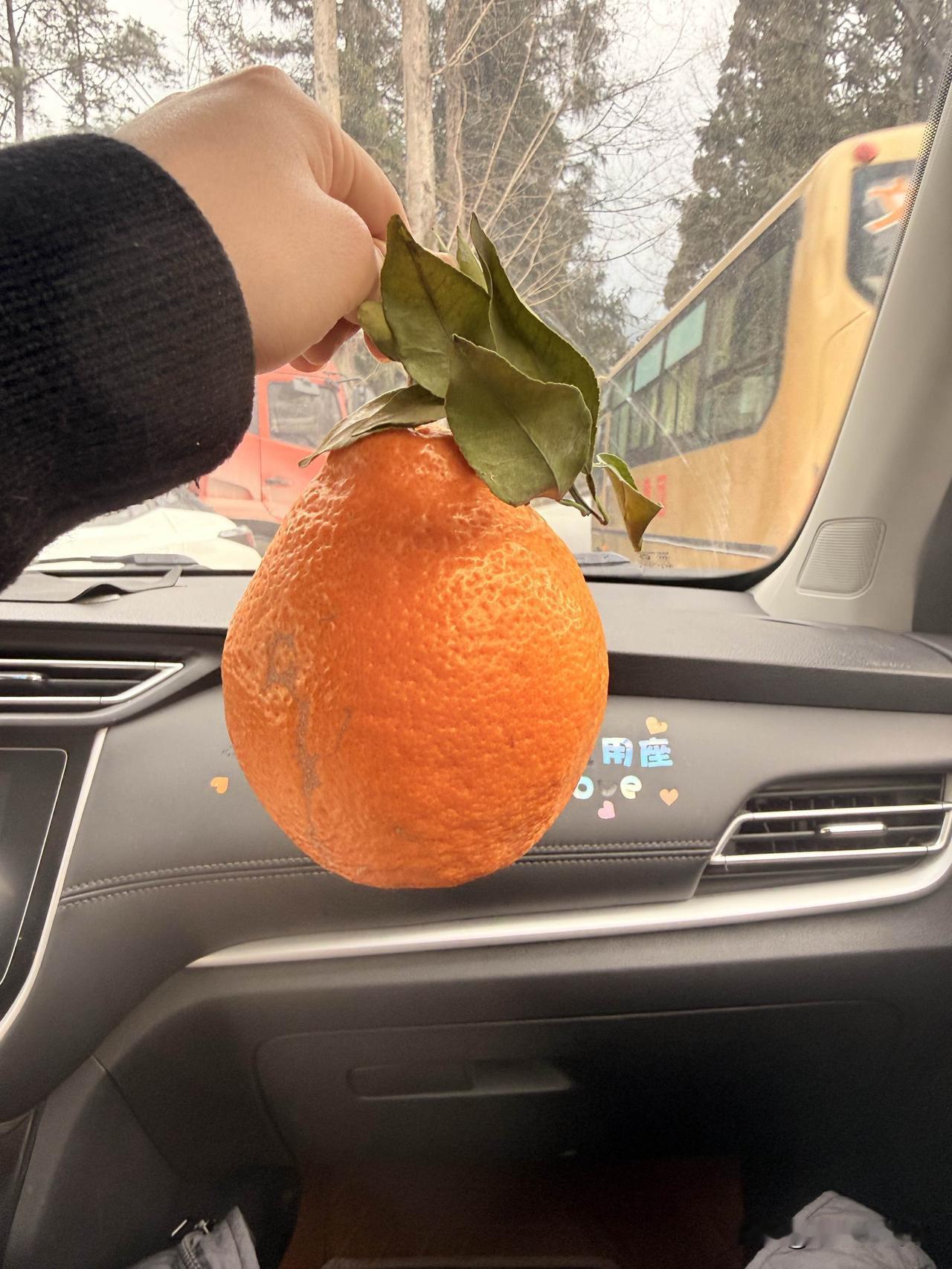 今天买到了一个超级大耙耙柑！
吃货耙耙柑 沉甸甸的特别压手，带着新鲜的叶子，一看