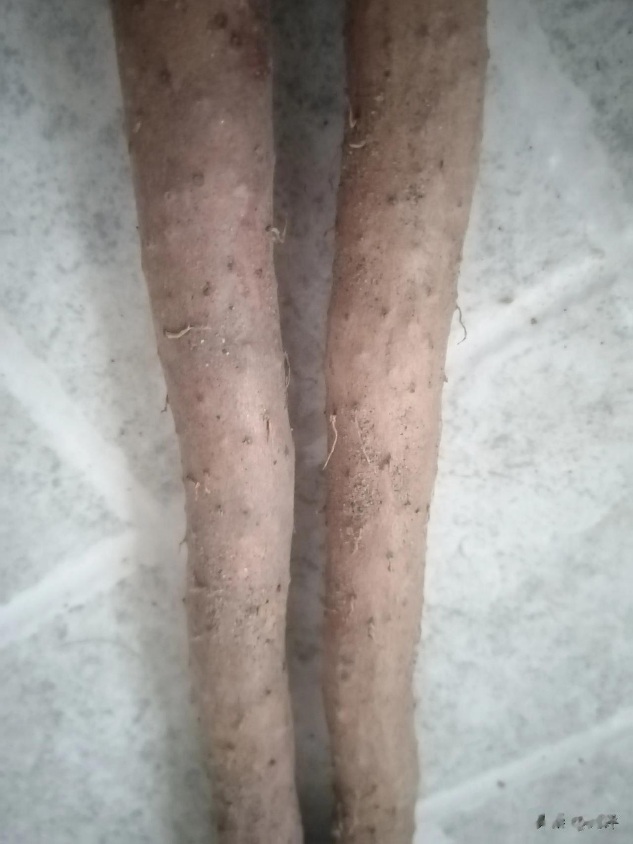 不知道为啥，对山药过敏。每次削山药，都得戴塑料手套。

即便如此，手不小心碰到削