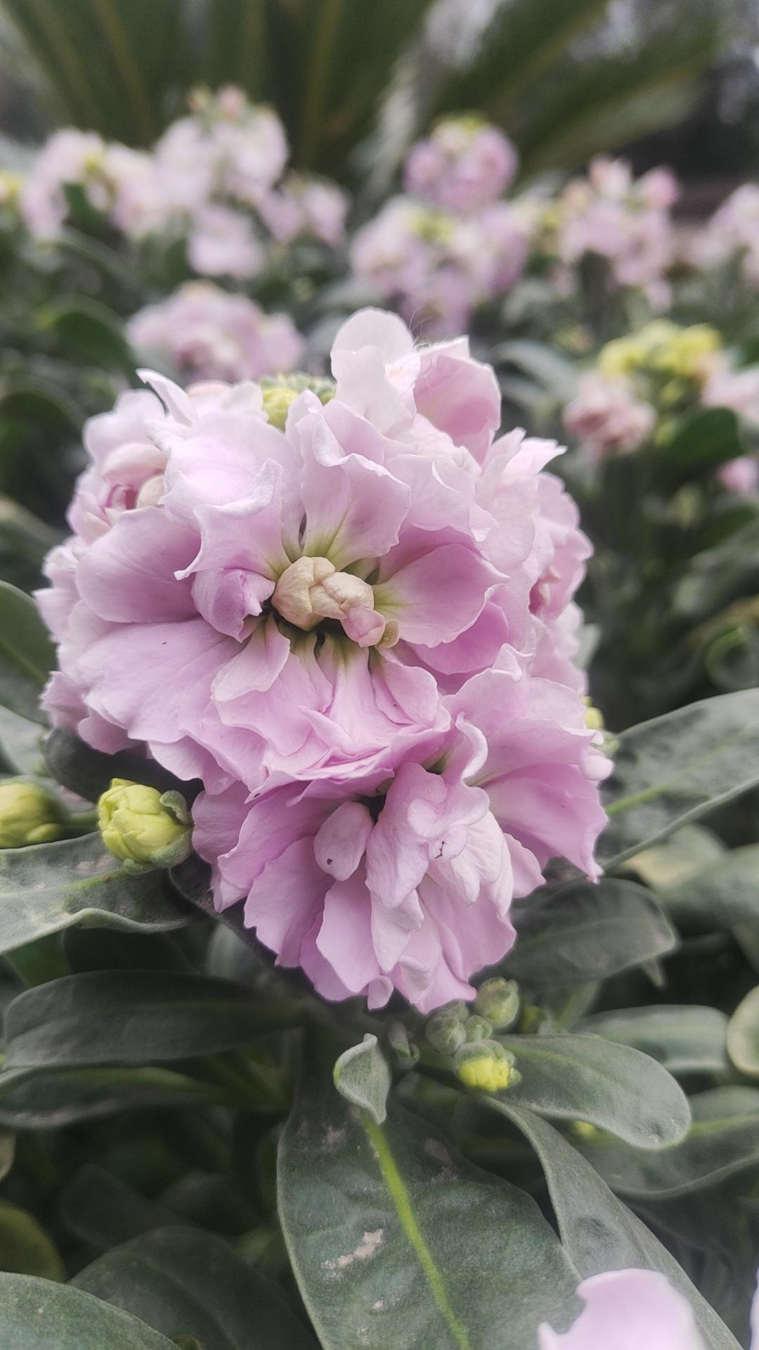 一个新手女司机的糗事
车从狭窄的车流穿过，绕开行人，摩托车。

右转驶上了宽阔城