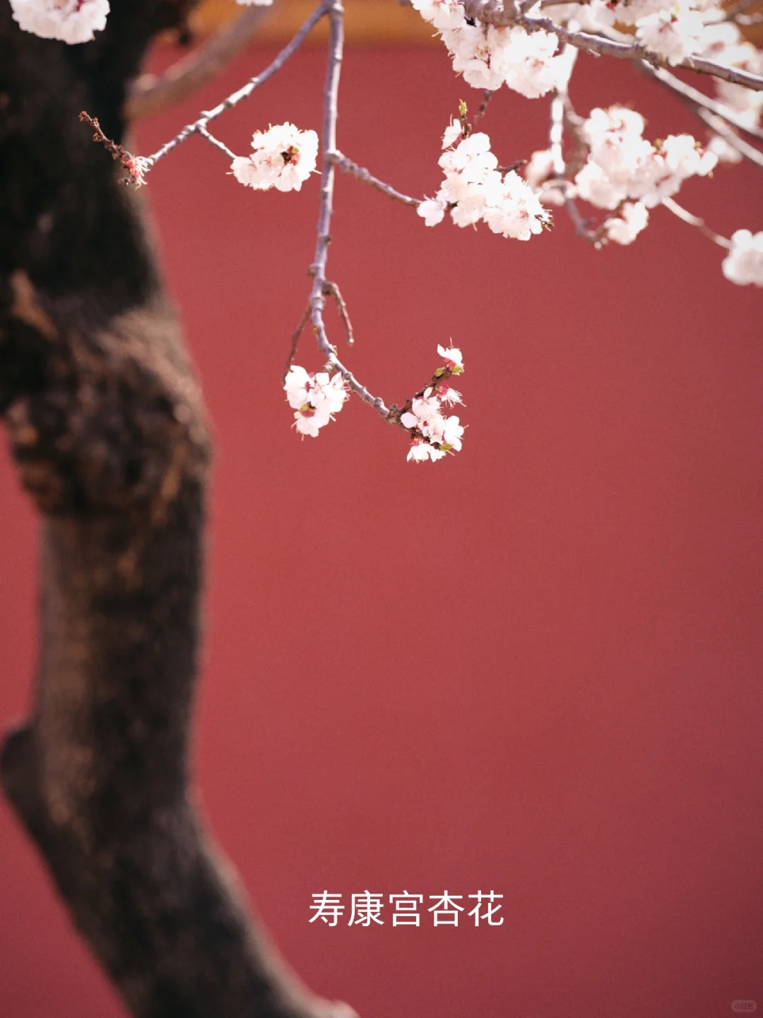 当紫禁城遇上春天.春花🌸遇上中式建筑