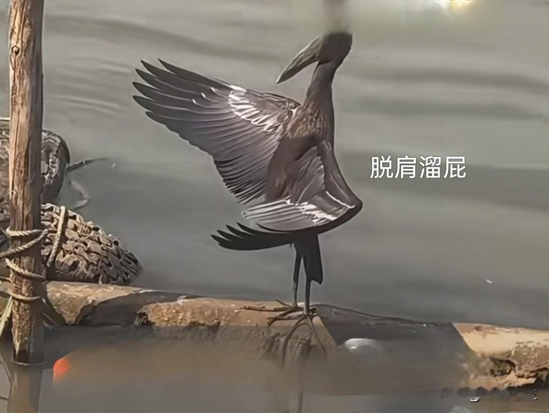 “能知”即“觉知” ，拳桩之内幕。
四肢根节被躯体撬拨而起(两者有间隙)，四肢又