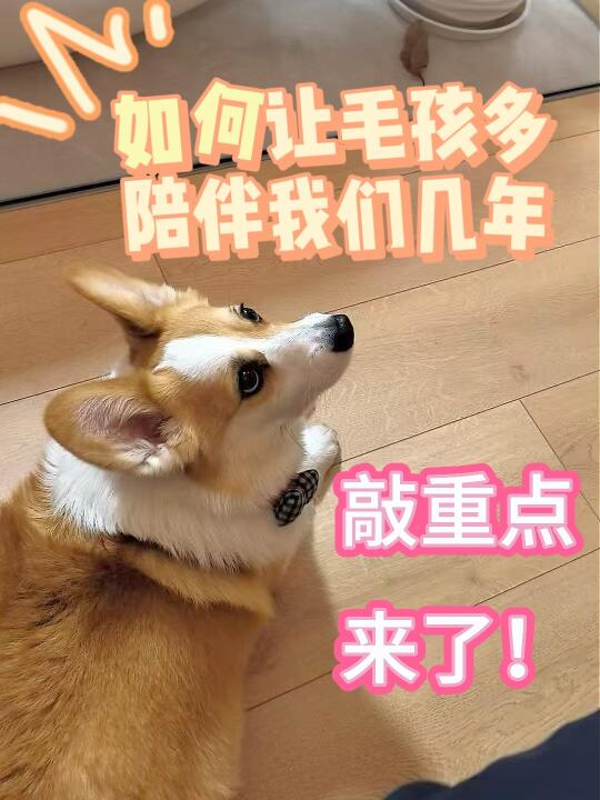 8岁才关注毛孩养老？太晚了！5岁+的家长必看