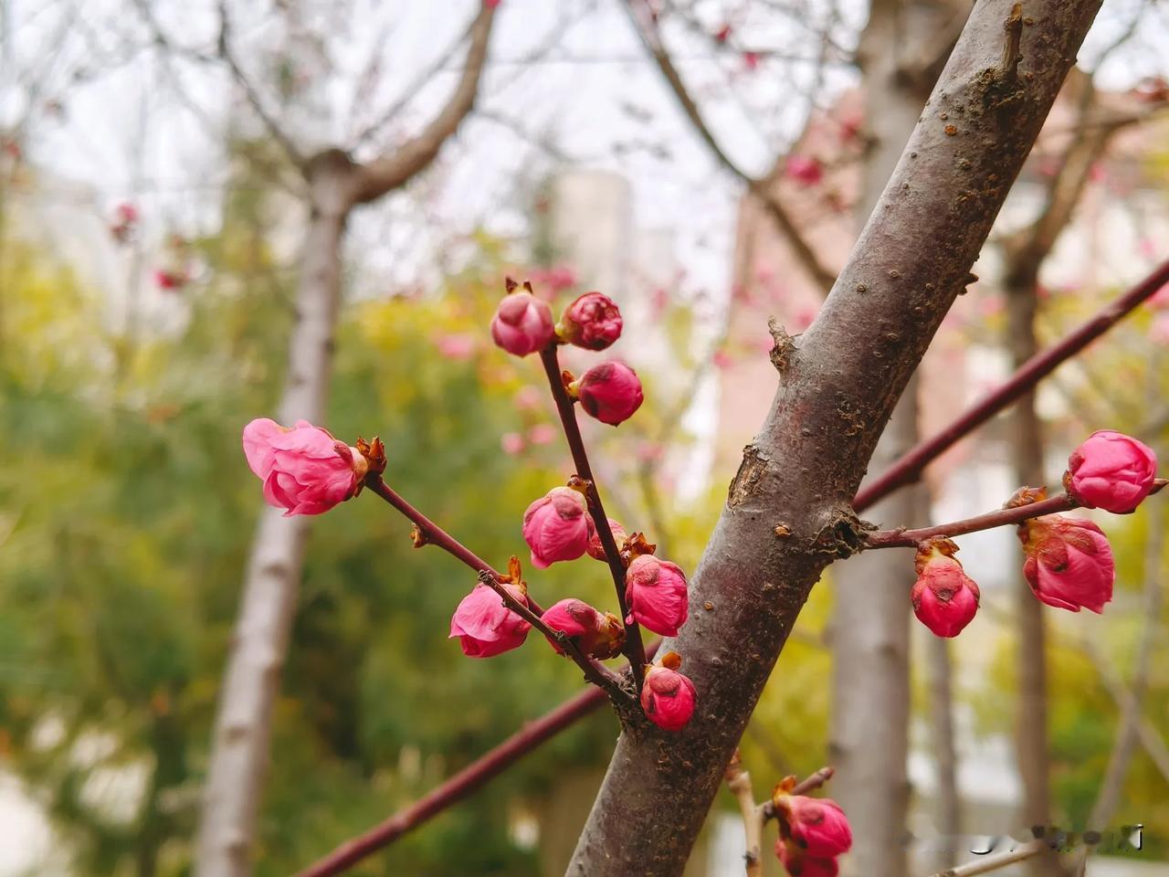 开会时校长语重心长的说“老师们，我们爱学校🏫，要像爱自己的家一样！爱学生，要像