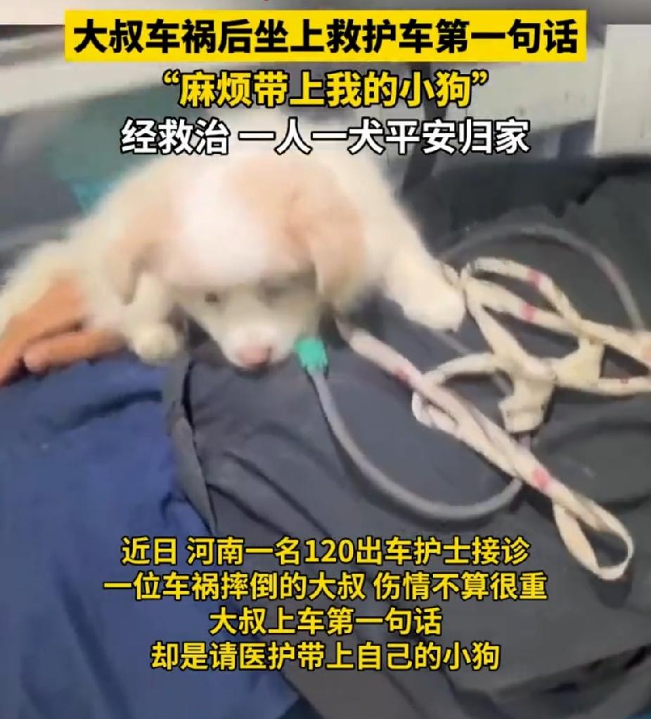 暖心！河南，一位大叔遭遇车祸。没想到，他上救护车的第一句话是让护士带上他的小狗。