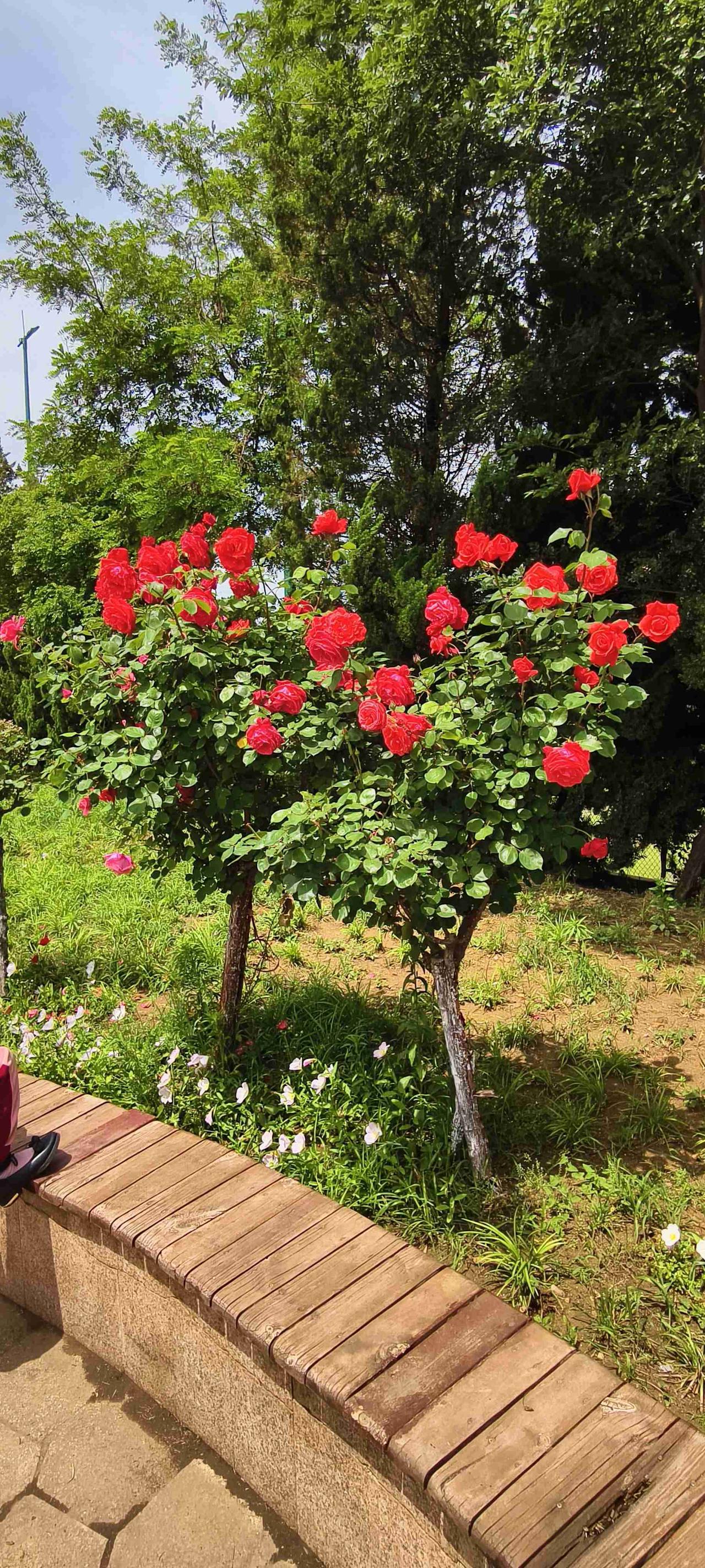 我的今日状态：😁轻松愉快
我这里的天气：☀️晴天