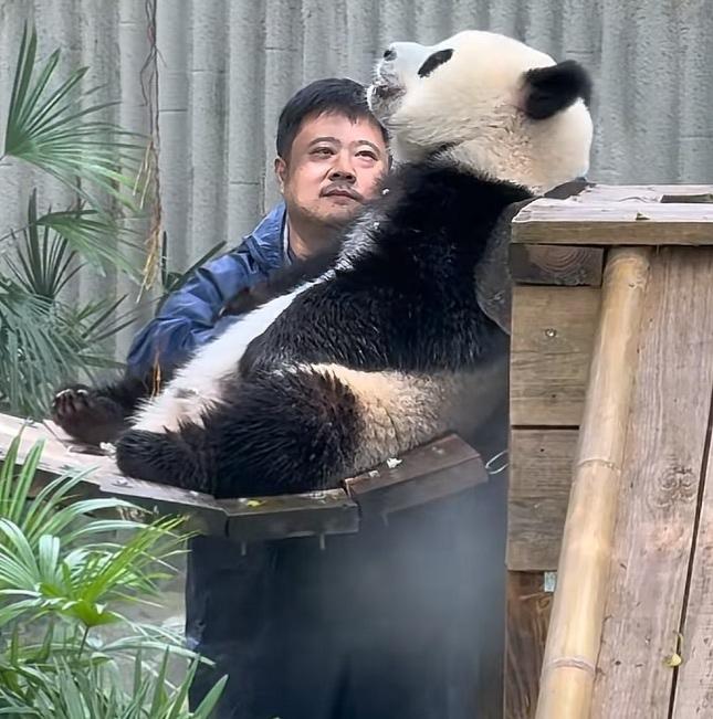 三妹儿正坐在吊桥上开开心心吃墩墩外公给它剥的笋，头望着天，高高地昂着，很傲娇的样