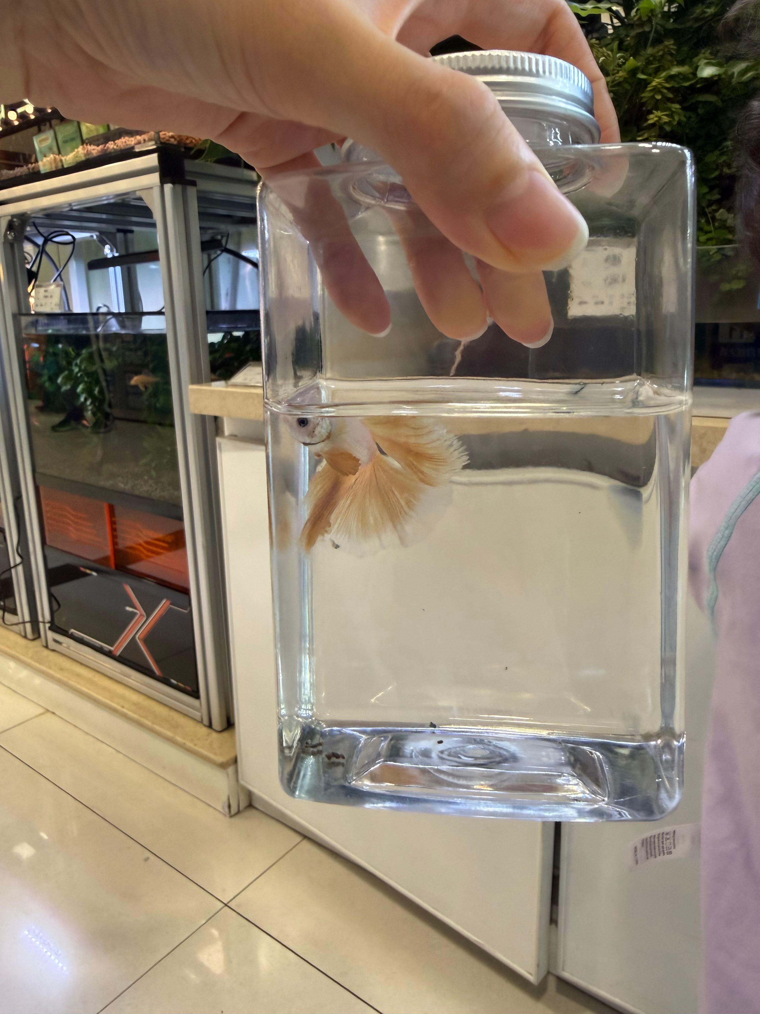 买了一条新小鱼，花费39元 