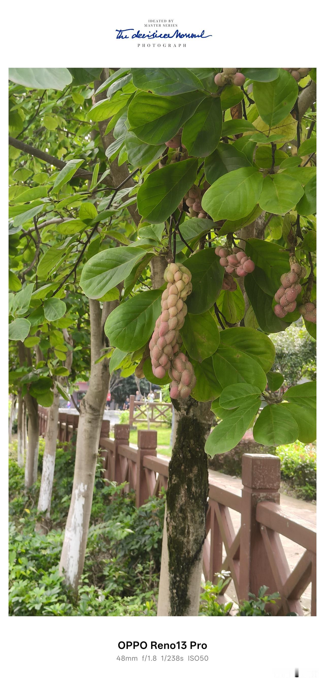 逛公园偶然发现树上挂着一串串奇特的果子，远远望过去，一串一串垂在绿叶之间，外形弯