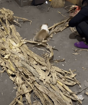 我觉得是它怕火烧着主人，看见着火了！想给你把火拖外面去!
