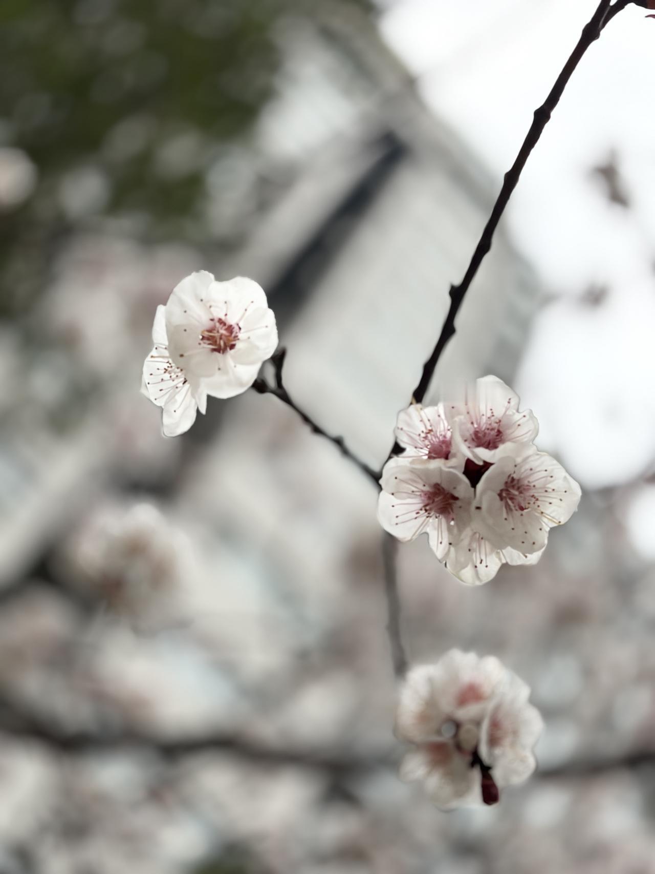抬头见喜，杏好遇见你

总是在低头的忙碌里，
错过了太多风景。
还好，今天学会了