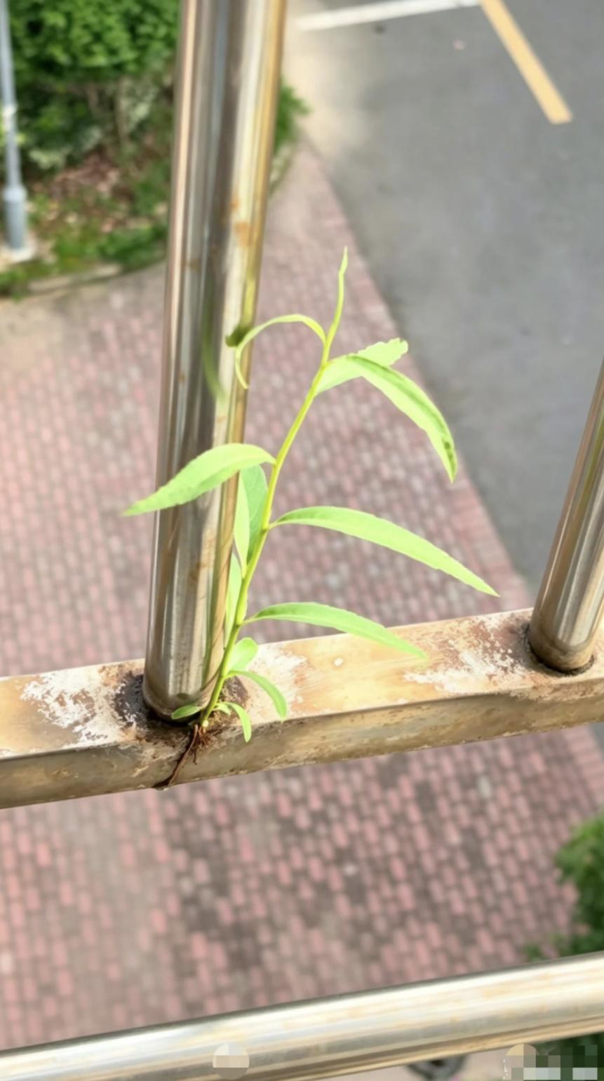 我的今日状态：😁轻松愉快
我这里的天气：🌤️多云
这是什么草呢⁉️