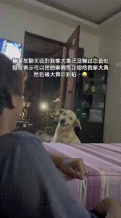 真的被这只狗狗的反应温柔治愈到了！
 
网友和朋友闲聊，随口吐槽自家狗子长这么大