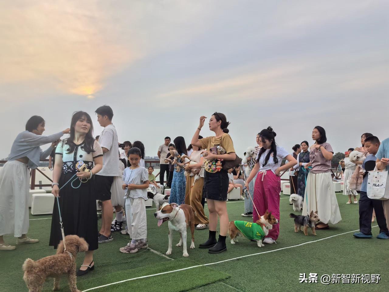 🌞🐾 在夕阳下与宠物们一起享受美好时光！
