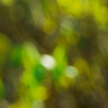 种植 🌹金钟花的养殖方法一、适宜温度金钟花适合在温暖的环境中生长，温度保持适宜