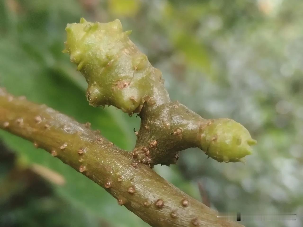 这个居然也可以当菜吃！杰妹只知道它是可以药用的。

川七，我们常喊的是藤三七，也