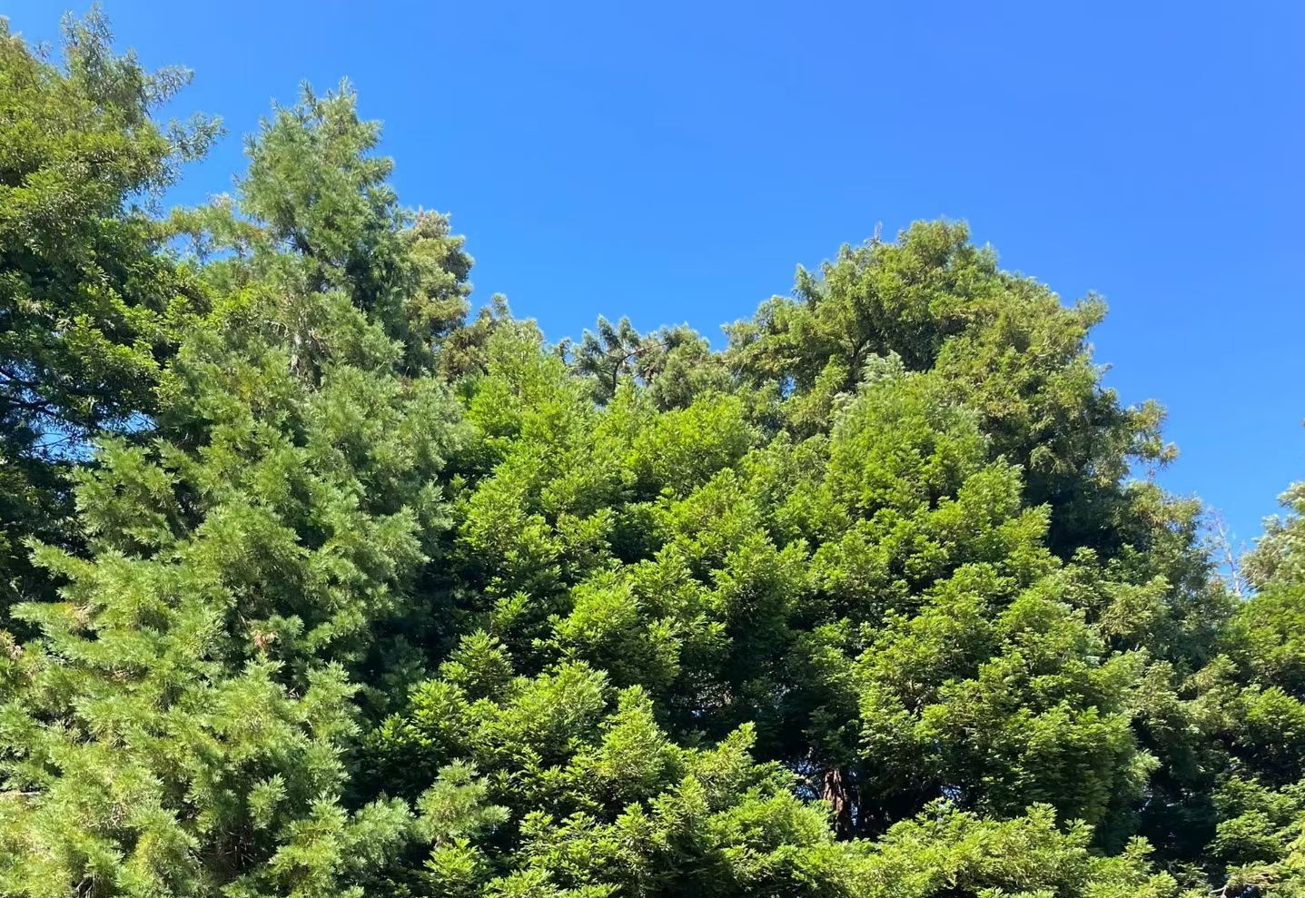 早安🌸周末愉快，世间万般美好，都不及你眉眼带笑，往后余生，冷暖有相知。 