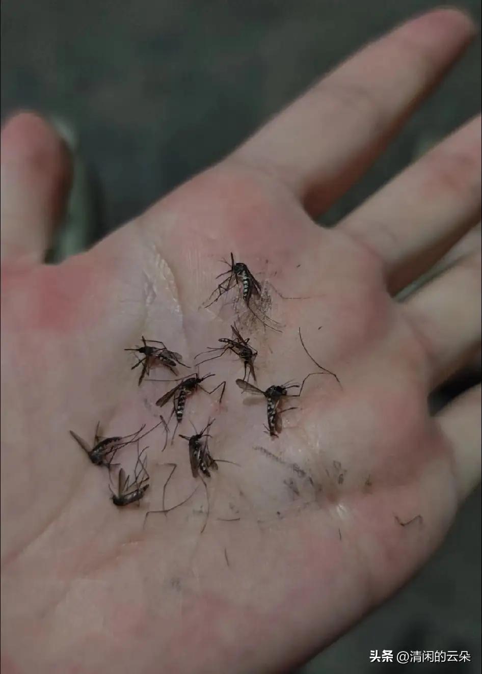 今年蚊子为何“成精”了？白天狂咬、又毒又痒！专家揭秘：并非变异，真相让人后背发凉