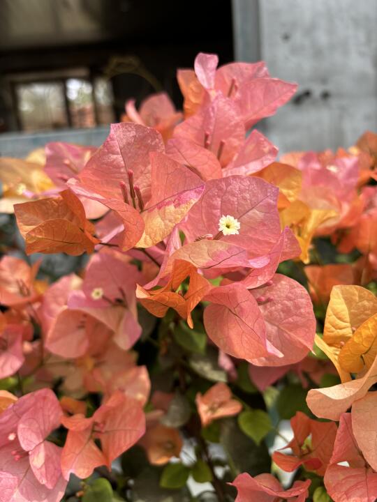 惊艳的橙色三角梅