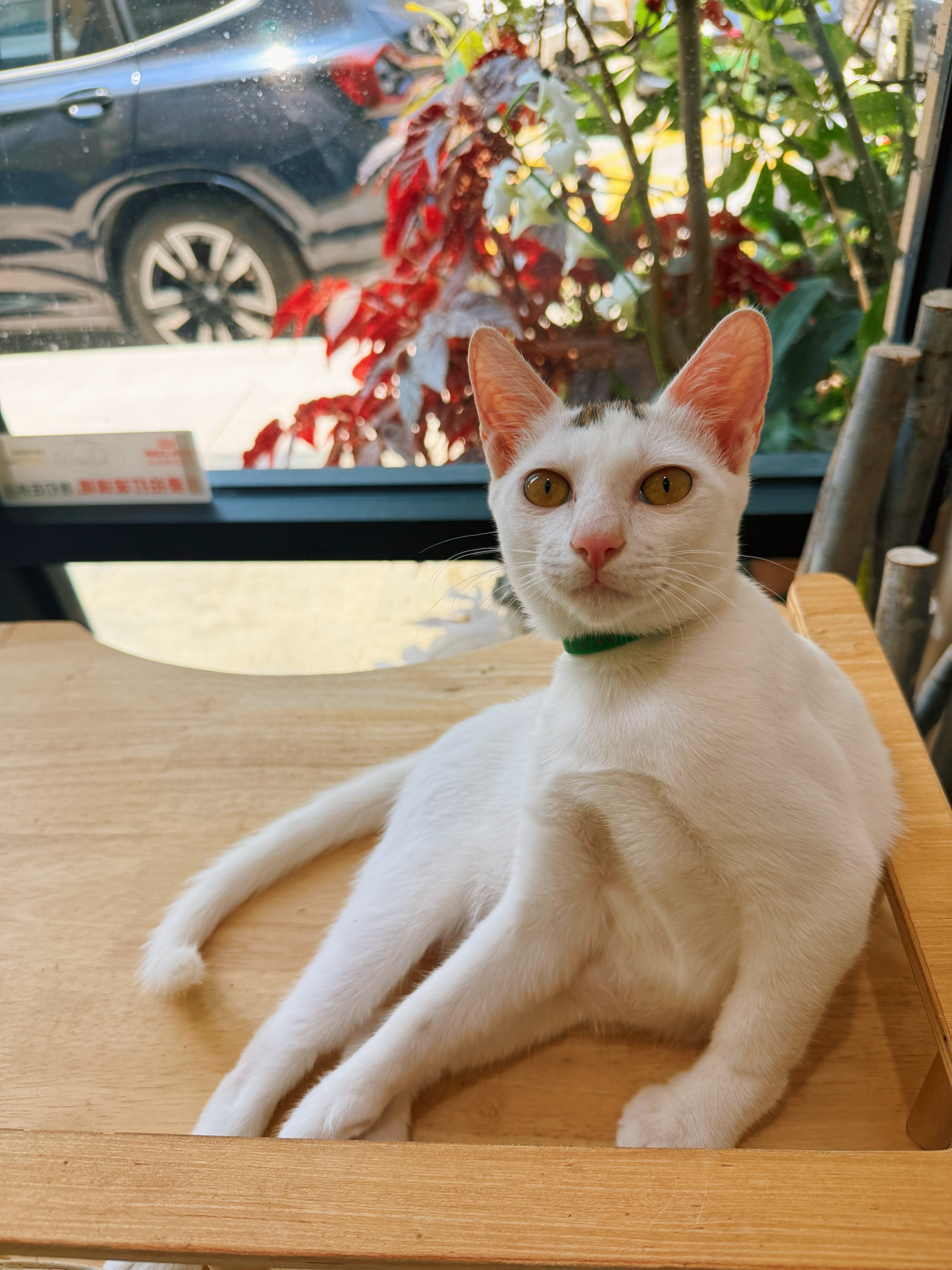 决定收养一只流浪小猫只需要0点001秒小白: 你有像我这么可爱的白猫吗？如果没有