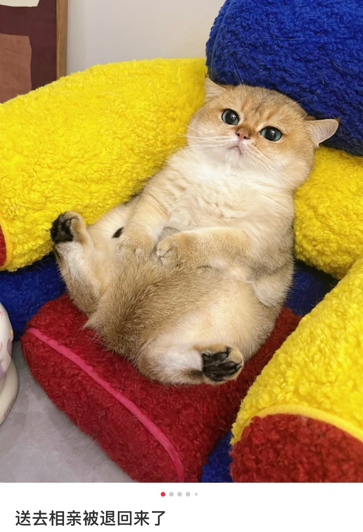 送大专猫去跟入江吃药相亲被退货了，然后他就一直这样，明明以前都说入江吃药细胳膊细