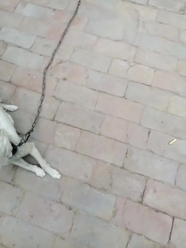 小狗狗🐶🐶🐶