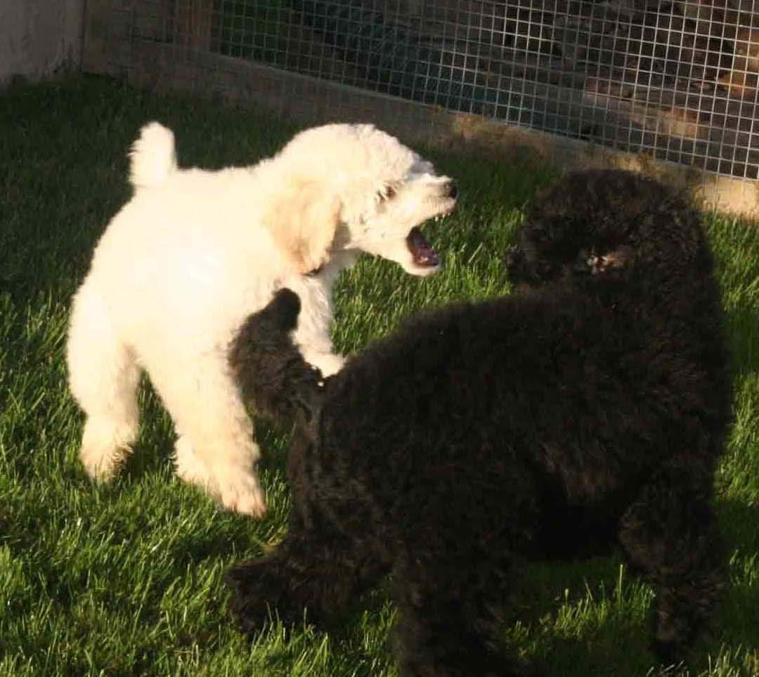 遛狗不拴绳惹大祸！泰迪起身两步致人九级伤残

在2017年8月13日下午5时许，