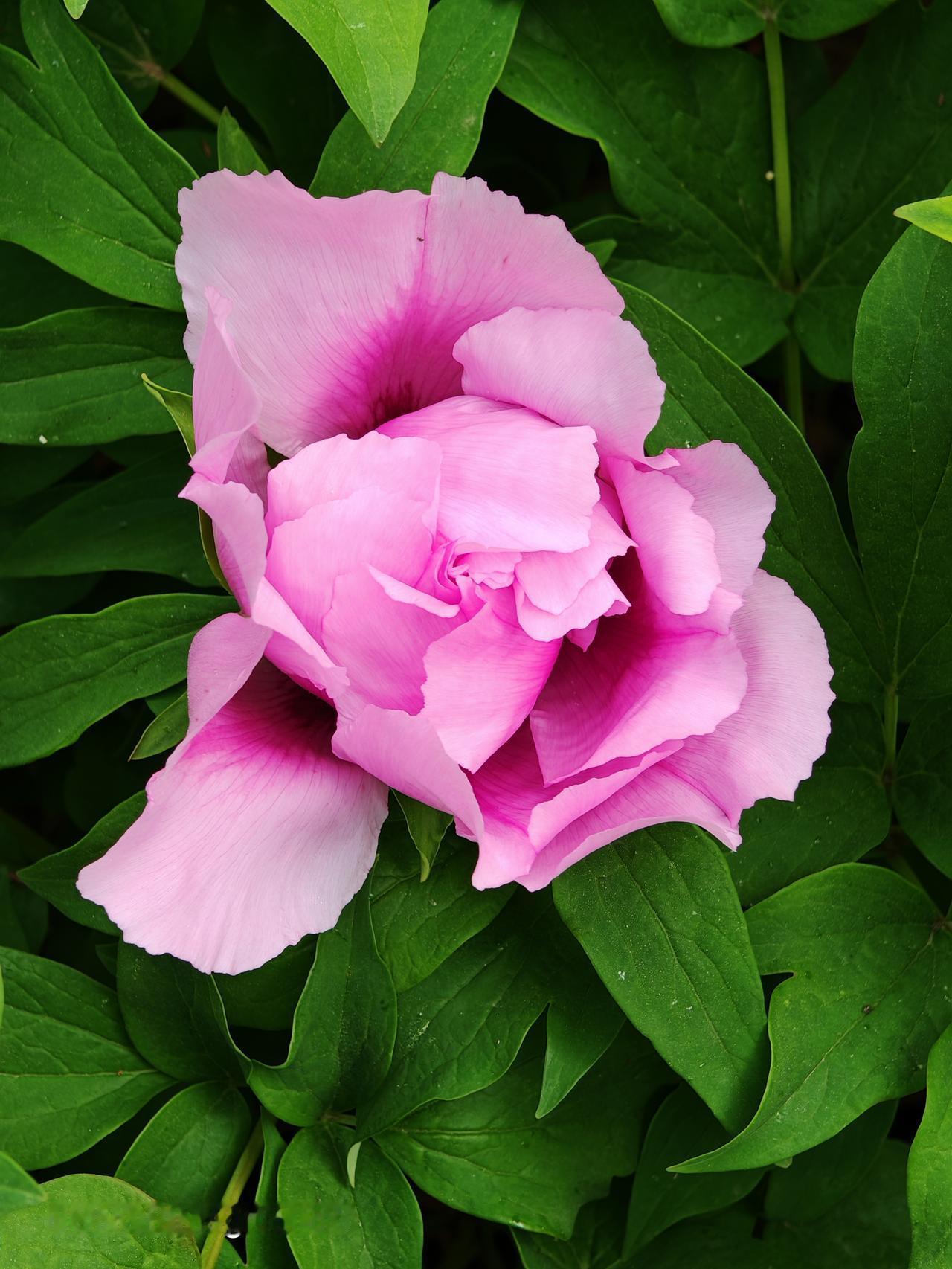 四月底的北京，朝阳区太阳宫公园简直是宝藏打卡地。60亩的牡丹园里5万多株牡丹齐齐