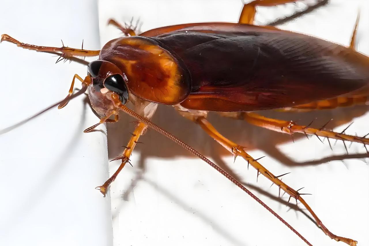 蟑螂简直是家里的“噩梦居民”，不过有不少方法能对付它们。像洗衣粉就是高效诱杀蟑螂