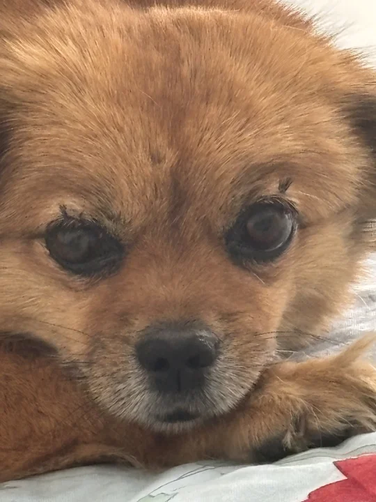 小狗的幸福时刻