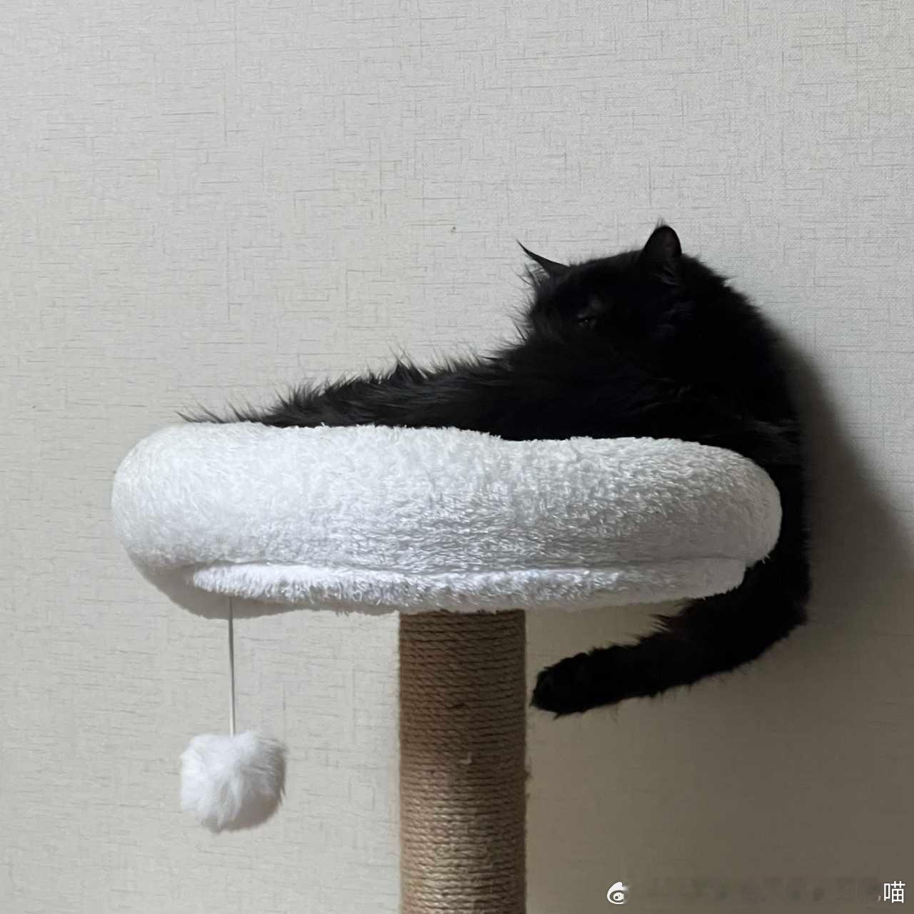 49493【丑猫】不可名状之物 