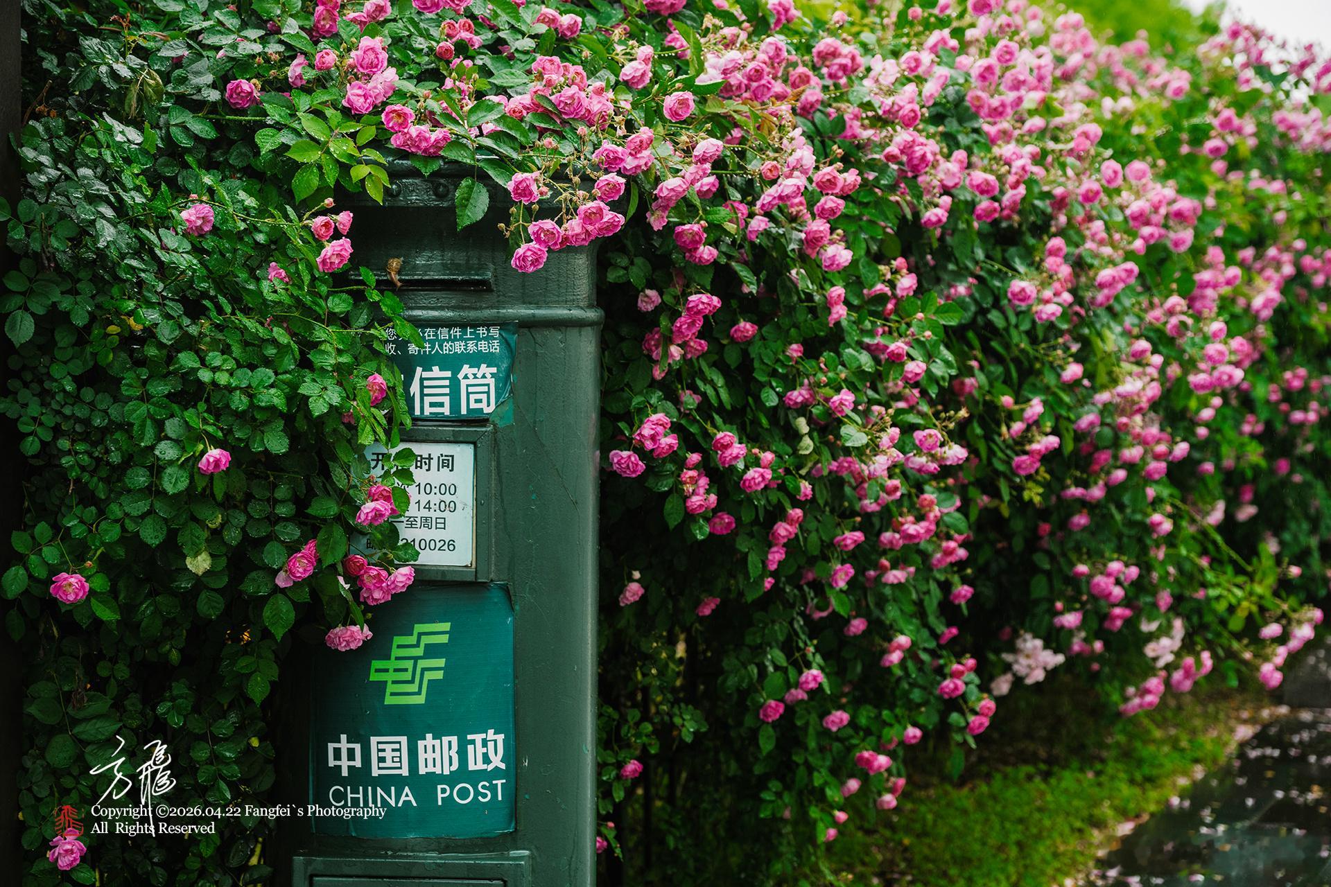 从前车马很慢，书信很远，岁月悠长雨打蔷薇，蜗牛慢行，老邮筒还在等一封迟迟未到的信