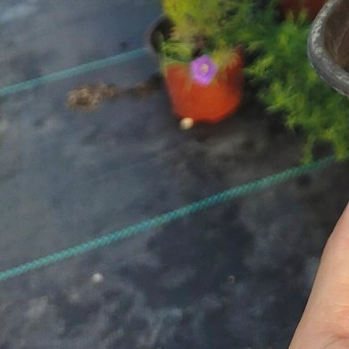 银杯草（高杯草）外观：小型多年草本，分枝茂密，花像迷你小杯子，白紫配色，花量爆炸