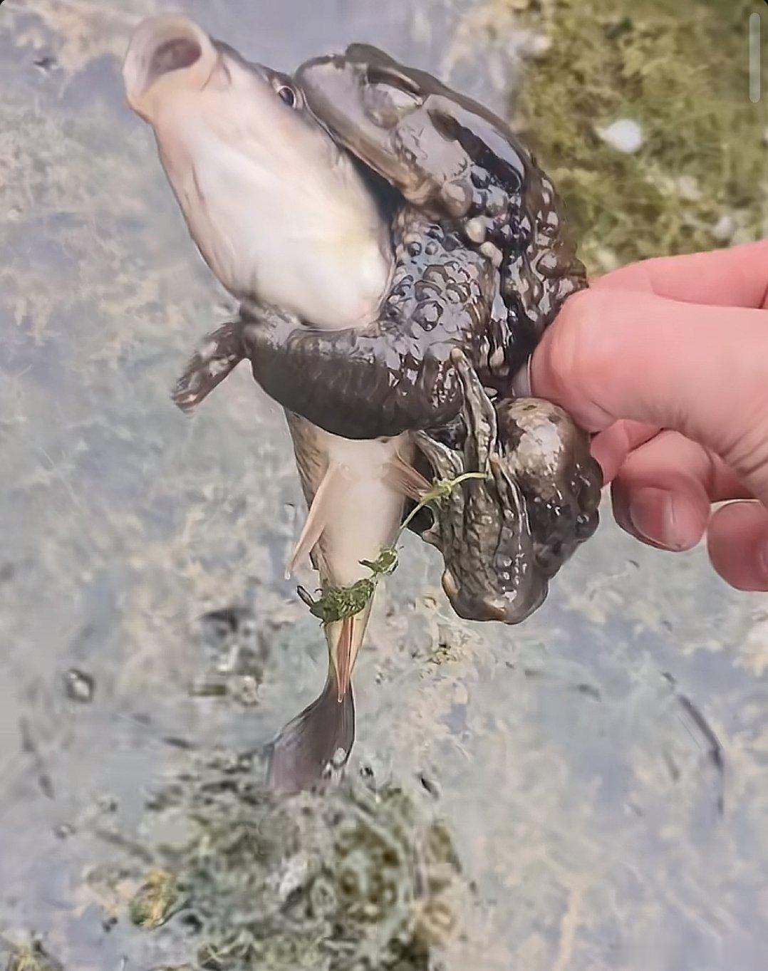 金蝉抱鲤，难得一见 